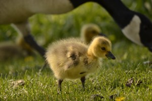 Poussin bernache